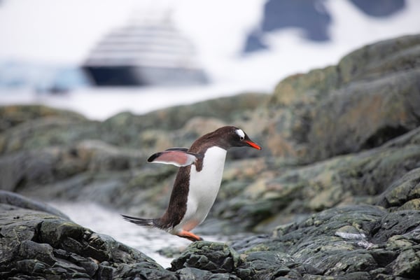 Penguins of the Far South: Falklands, South Georgia and Antarctica